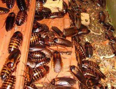 1588222854312038.jpg 产品图2.jpg