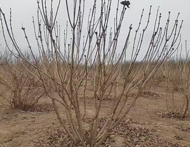 1774424307141707.jpg 丁香.jpg